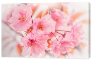 Piękny sakura różowy kwiat wiśni tło. Szablon karty z pozdrowieniami. Płytka głębokość. Delikatny pastelowy stonowany. Wiosna natura