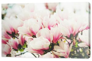 Kwitnienie kwiatów magnolii wiosną