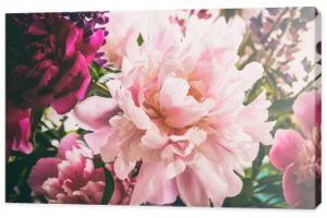 Close up of colorful bouquet of beautiful flowers peony paeonia . Vintage retro tone. Floral background