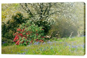 Wiosenna scena z białym kwitnącym wiśniowym drzewem, czerwonym rododendronem, niebieskimi dzwoneczkami w trawie na skraju lasu, w wiejskiej angielskiej wsi.