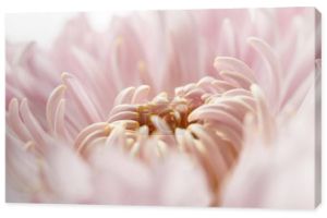zbliżenie widok różowy chryzantema izolowane na białym