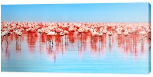 Afryki flamingi
