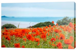 Czerwone pole maku w pobliżu morza, Bretania