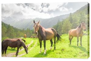 stado koni w różnych kolorach pasie się na łące na tle lasu i gór w letni dzień