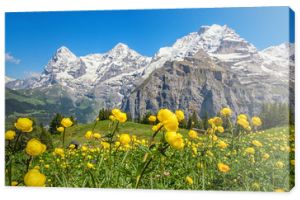 Blooming alpine meadow in spring, Switzerland