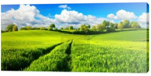 Idylliczne zielone pola z tętniącego życiem błękitne niebo