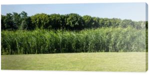 panoramiczny strzał drzew i roślin z zielonych liści w pobliżu trawy w parku 