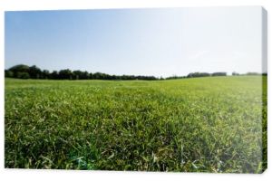 selektywnej ostrości zielonej trawy w pobliżu drzew przed niebem w parku 