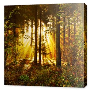 Promienie słońca w mistycznym jesiennym lesie w porannej mgle