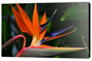 Kwiat rajskiego ptaka (Strelitzia reginae)