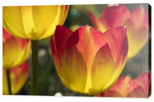 Grupa kolorowych tulipanów na zewnątrz