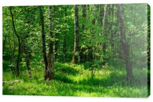 tapeta strona fragment mieszany las średni pas