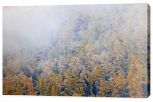 jesień mgła krajobraz lasy góry, drzewa widok mgły