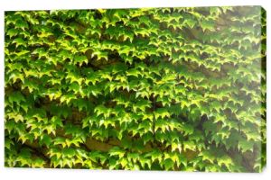 Naturalny bluszcz zielony tło i liść ściana i tekstura w słoneczny dzień
