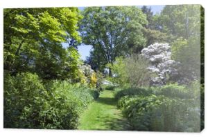 Trawiasta ścieżka pomiędzy wiecznie zielonymi roślinami, dojrzałymi drzewami, kwitnącymi rododendronami w nieformalnym ogrodzie z bujną roślinnością, na angielskiej wsi w słoneczny dzień .