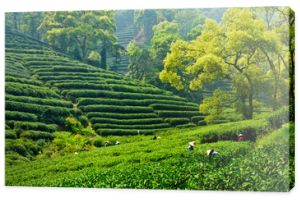 Ogród herbaciany w Hangzhou