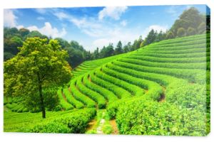 Plantacje herbaty w Chinach