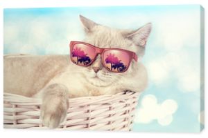 Kot w okularach przeciwsłonecznych leżący w koszu na tle morza