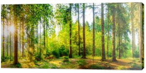 Wspaniała panorama lasu z jasnym słońcem