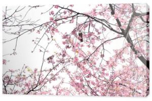 Angyo Sakura i Bulbul
