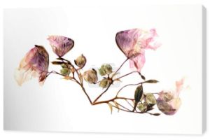 wciśnięty multicolor Orlik z ekstrudowanego lilii suszone płatki, p