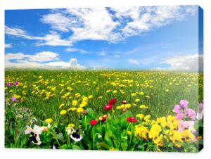 Krajobraz łąka niebo wiosenne kwiaty