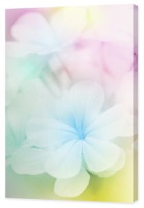 Zbliżenie kwiatów z miękkim filtrem kolorów.