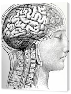 Vintage anatomiczny obraz ludzkiego mózgu