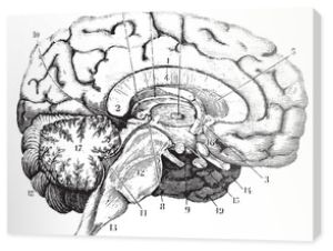 Środkowa i przednio-tylna część mózgu, vintage engr
