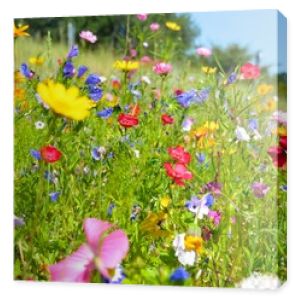 Kartka z życzeniami - łąka kwiatowa - letnie kwiaty