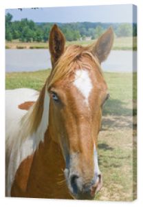 Portret rudego z białym koniem z kolorowymi oczami