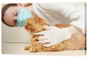 Lekarz weterynarii badający zęby rudego kota podczas badania kontrolnego