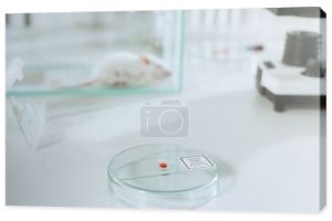 selektywne skupienie płytki Petriego z biomateriałem w pobliżu białej myszy w szklanym pudełku