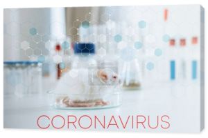 selektywne skupienie białej myszy na szalce Petriego w pobliżu pojemników z lekami i probówkami, ilustracja koronawirusa