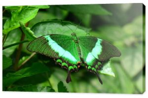 W ogrodach ląduje motyl Emerald Swallowtail.