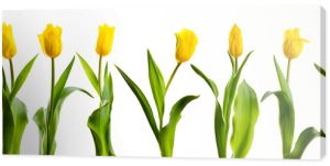 linia żółtych tulipanów