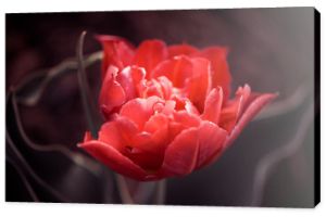 świeży czerwony tulipan po deszczu w wiosennym ogrodzie