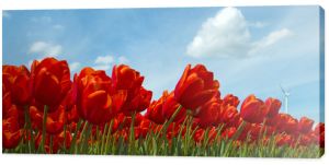 Czerwone tulipany na słonecznym polu wiosną