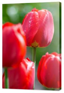 Świeże wiosenne kwiaty tulipanów z kroplami wody w ogrodzie
