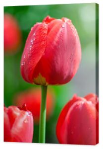 Świeże wiosenne kwiaty tulipanów z kroplami wody w ogrodzie