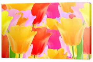 kolorowy wiosenny kwiat tulipana jako tło