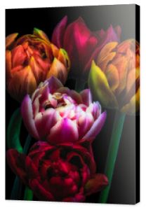 surrealistyczny/fantastyczny realizm vintage świecące makro bukiet tulipanów na czarnym tle, kolorowy kwitnący kwintet w stylu martwej sztuki
