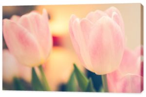 różowe i białe tulipany