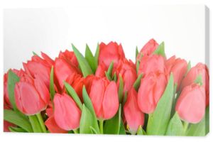 Tulipany na białym tle