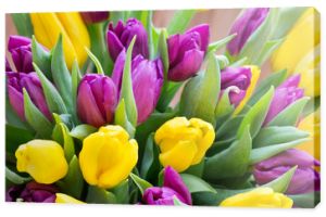 Bukiet tulipanów fioletowy i żółty. Więcej tulipanów na szarym backgrou