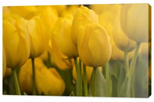 Piękne kwitnące tulipany. Jasnożółte gigantyczne tulipany kwitnące w ogrodzie to bardzo piękna aranżacja ogrodu
