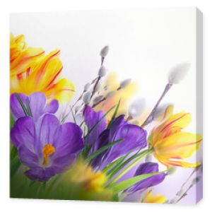Żółte tulipany z wierzbą i krokusami na białym tle. Wiosenna kartka wielkanocna z kwiatów.