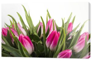 Piękny bukiet różowych tulipanów na białym tle na białym tle, dzień matki