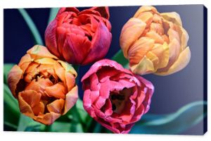 Dzieła sztuki martwa natura kolorowe makro kwartetu kwiatów tulipanów na niebieskim tle