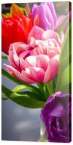 Tulpe w kolorze różowym